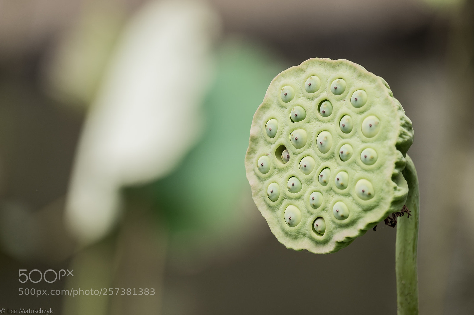 Fujifilm X-E2 sample photo. Natural mic photography