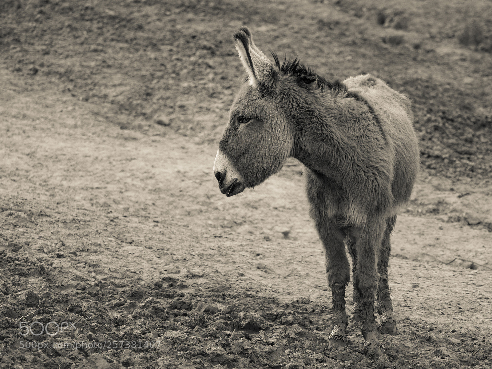 Olympus OM-D E-M1 sample photo. Donkey photography
