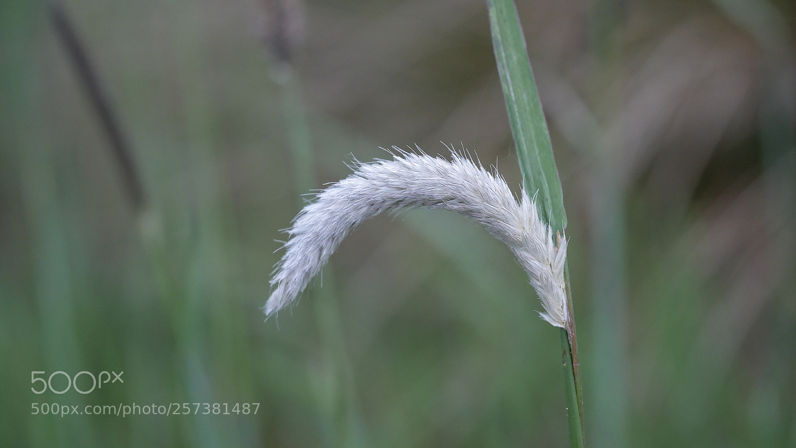 Panasonic DMC-G70 sample photo. Grasses photography