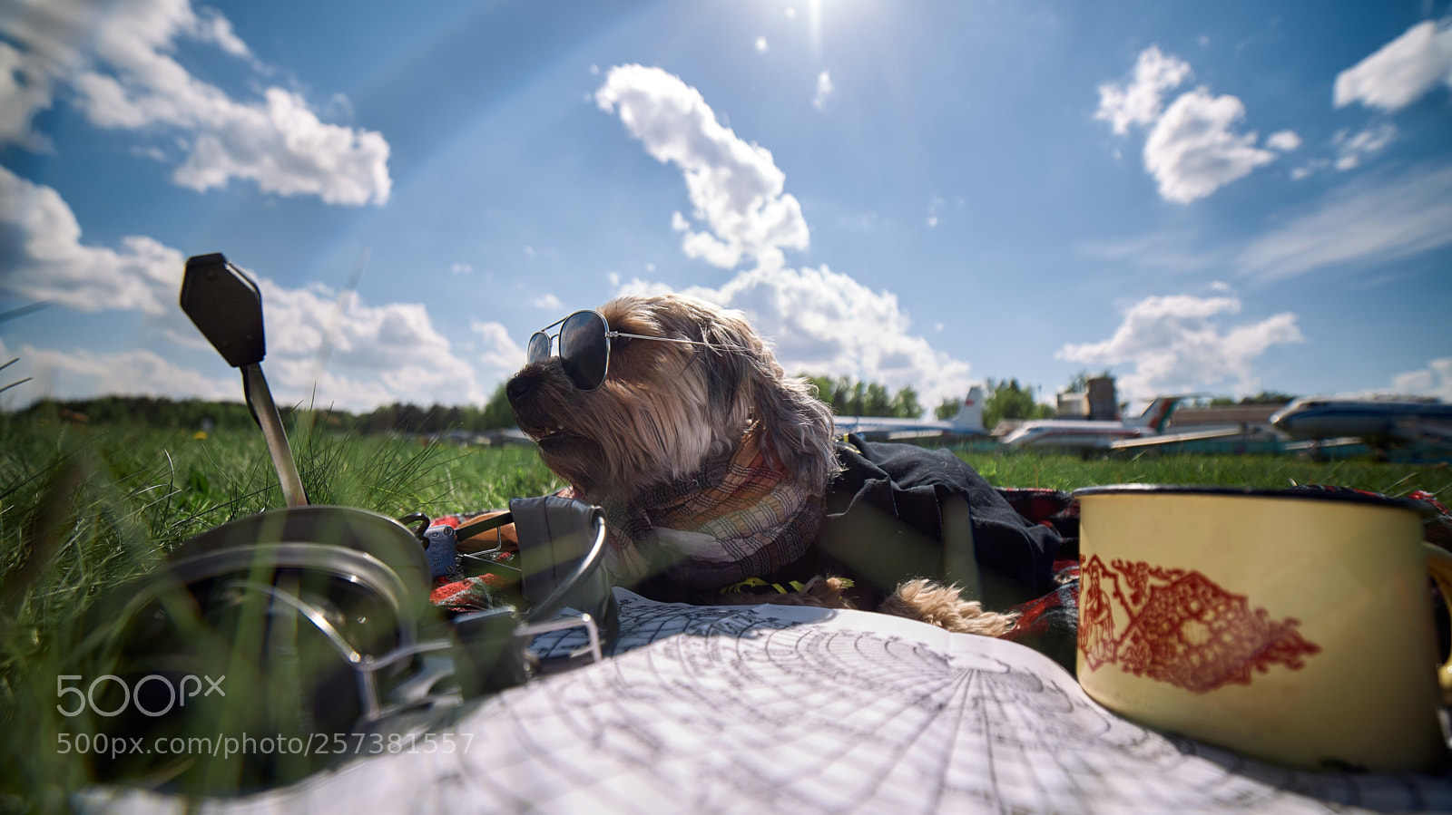 Nikon D5 sample photo. Dog pilot photography