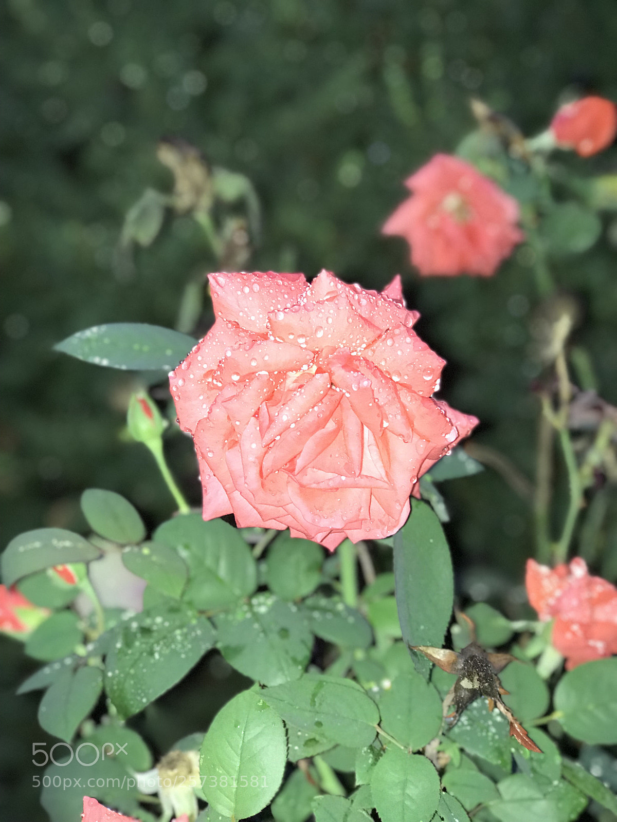 Apple iPhone 7 Plus sample photo. The calm after the photography