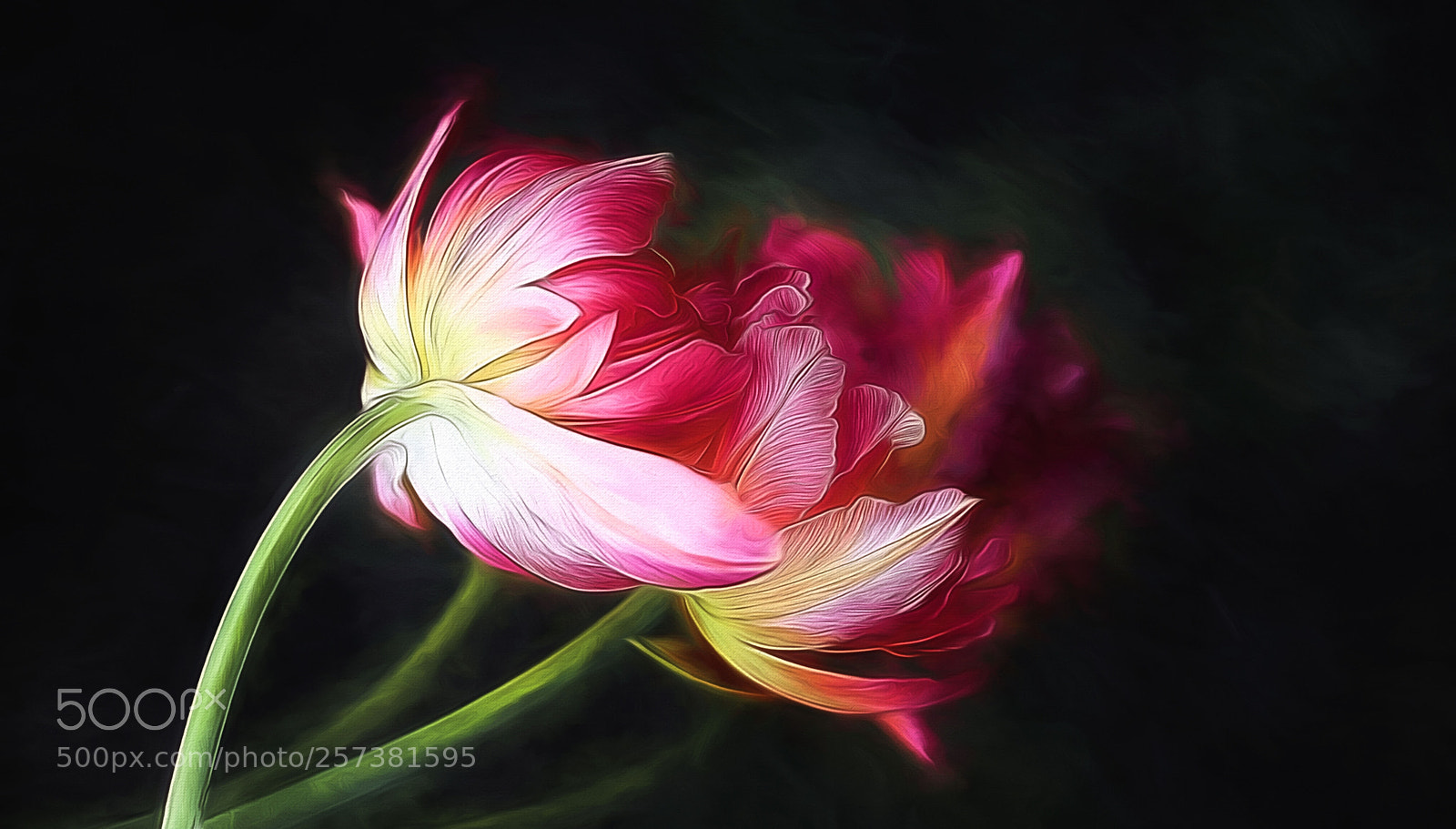 Canon EOS 5D Mark II sample photo. Tulips photography