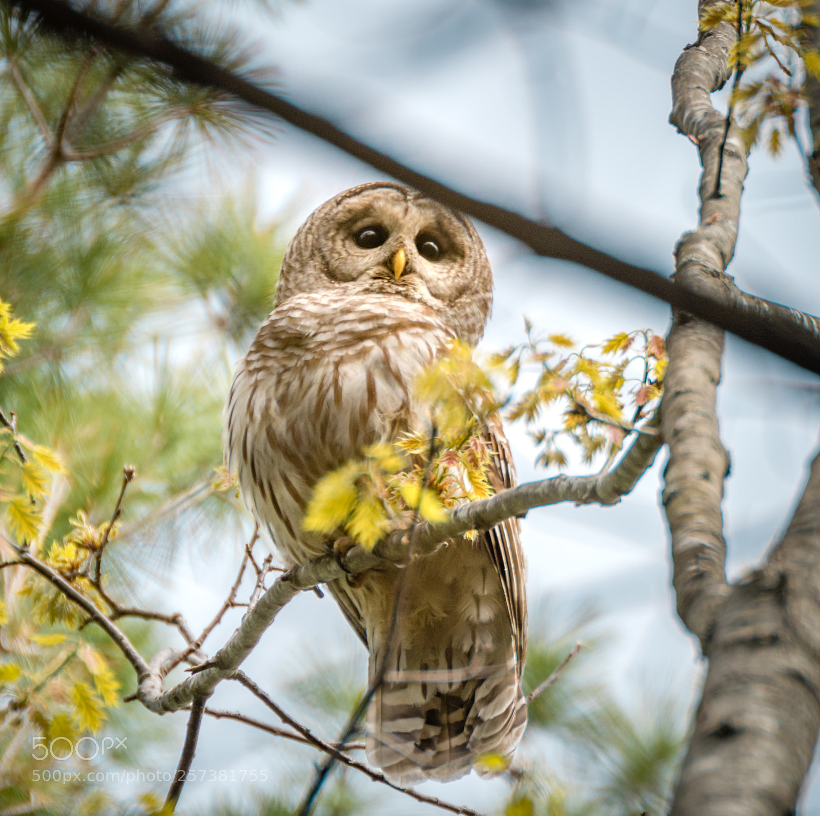 Nikon D500 sample photo. Barred owl in a photography