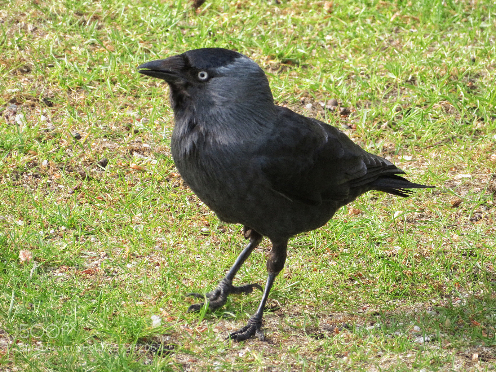 Canon PowerShot SX720 HS sample photo. Western jackdaw photography