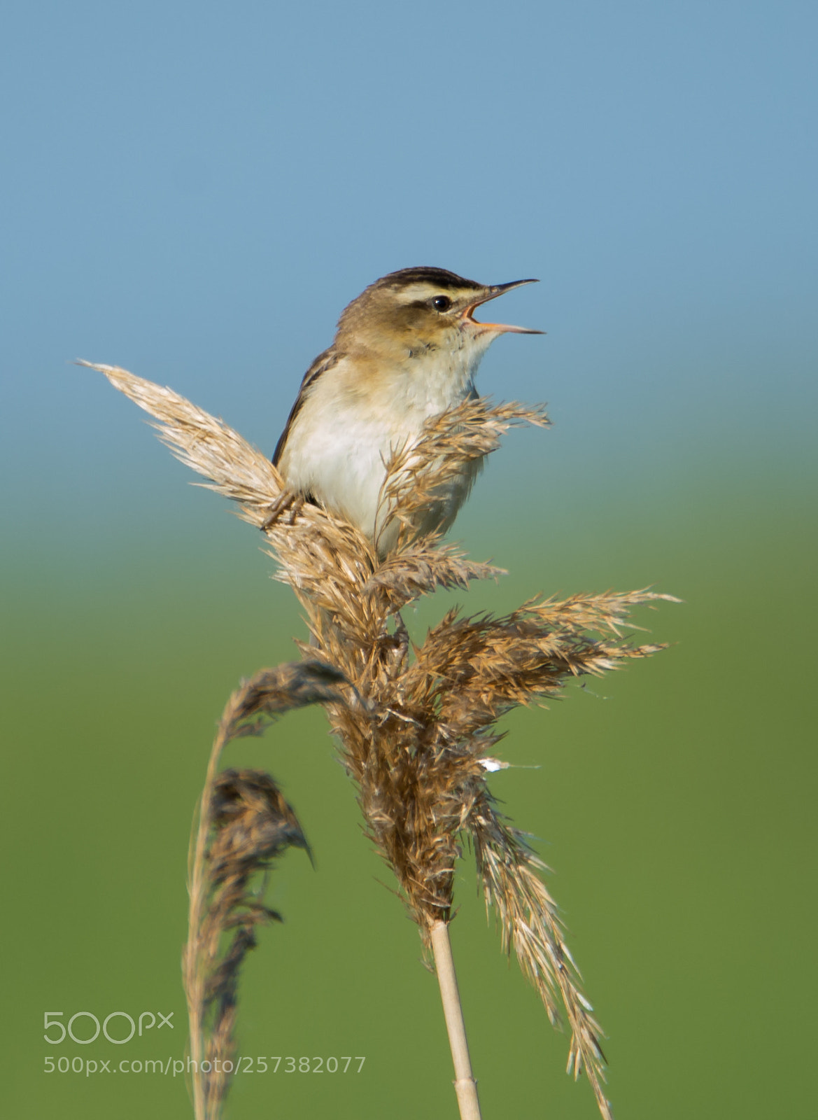 Nikon D610 sample photo. Warbler. photography