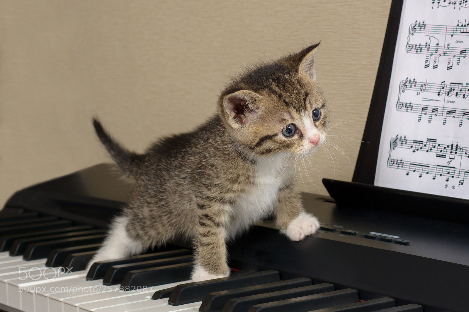 Nikon D7100 sample photo. Curious kitten goes on photography