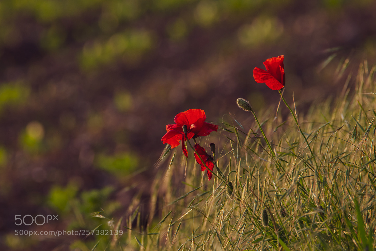 Nikon D610 sample photo. Along the way. photography
