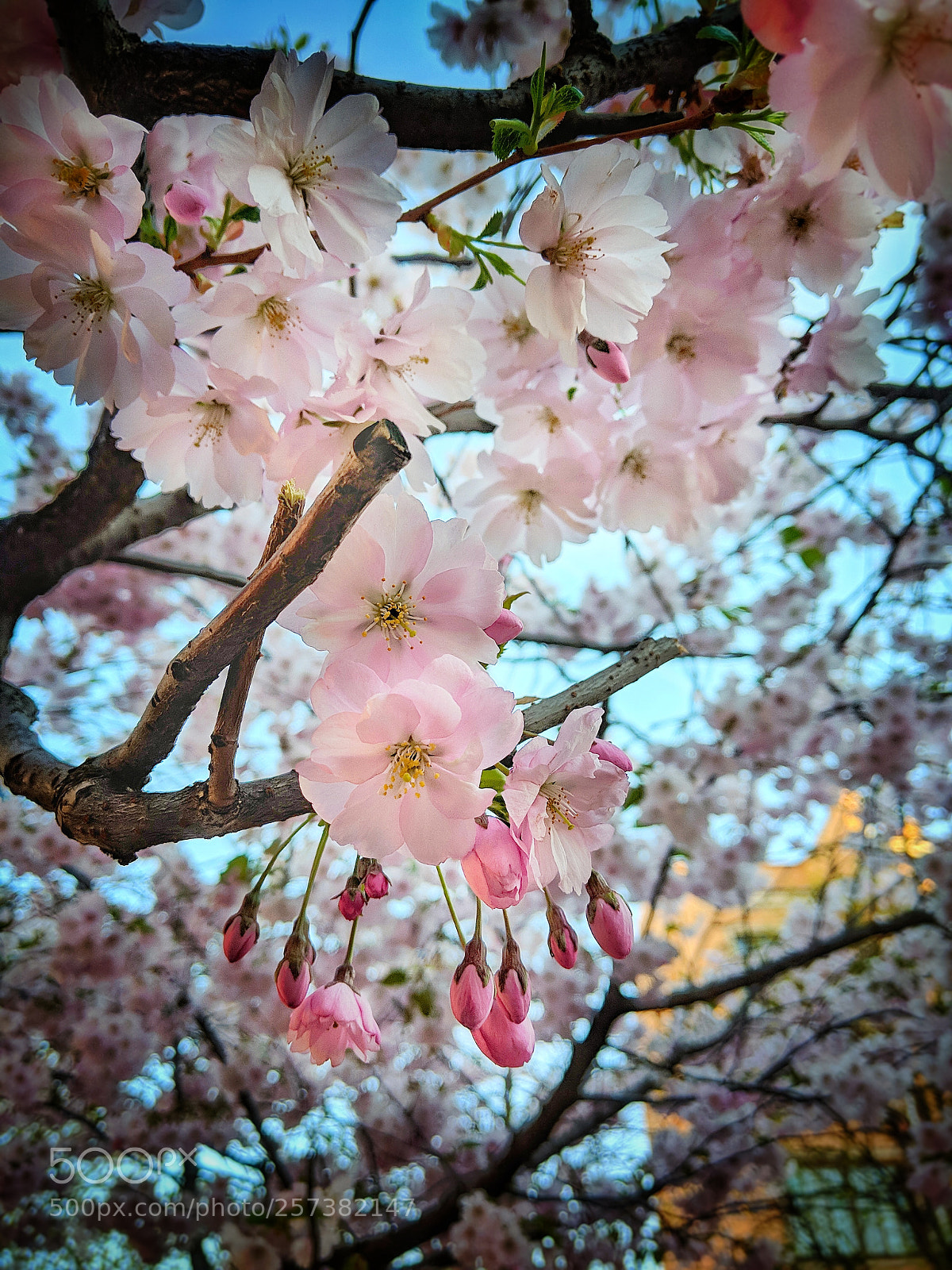 Google Pixel 2 sample photo. Cherryblossoms photography