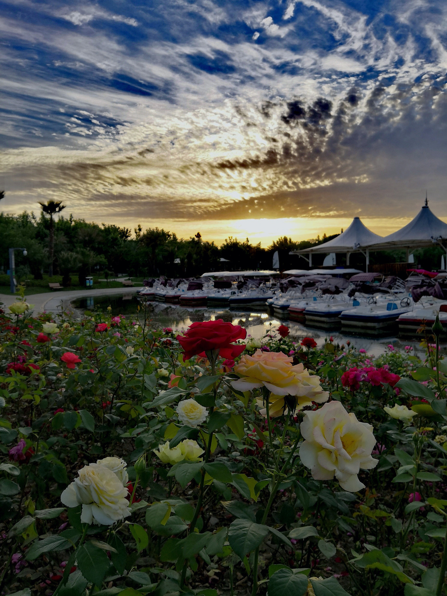 HUAWEI Honor 10 sample photo. Flower uner sunrise photography