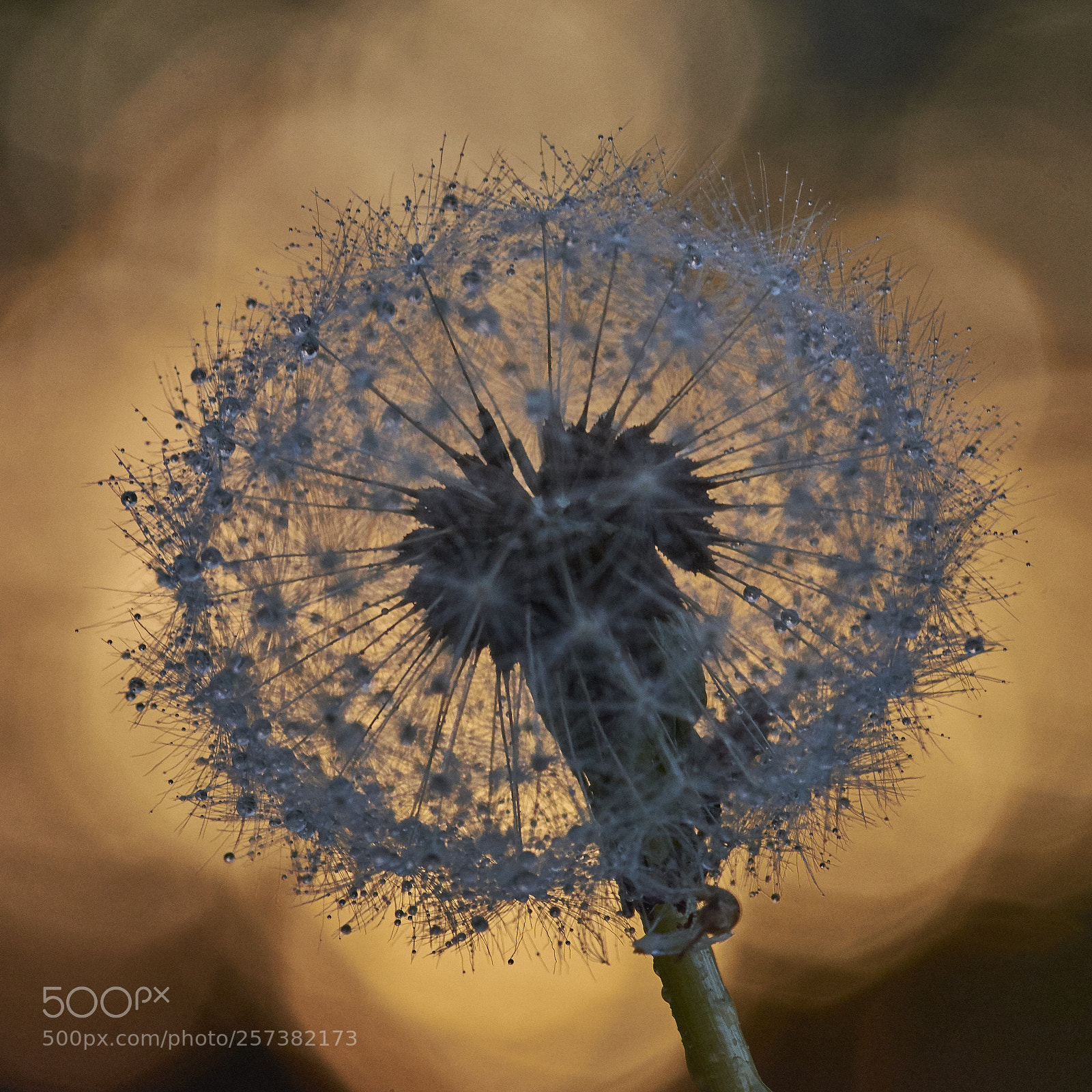Nikon D7200 sample photo. Dandelion dew photography