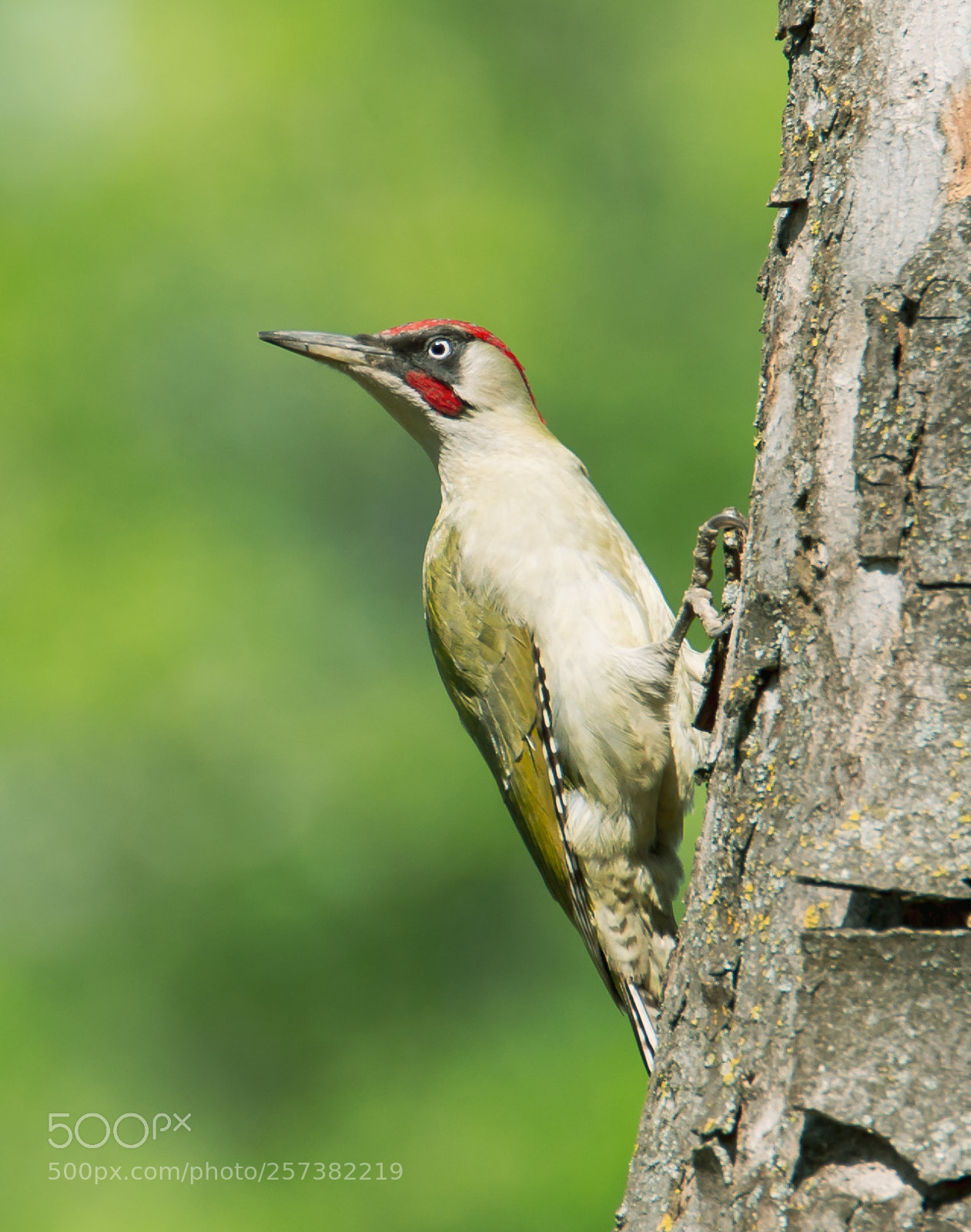 Nikon D610 sample photo. European green woodpecker photography