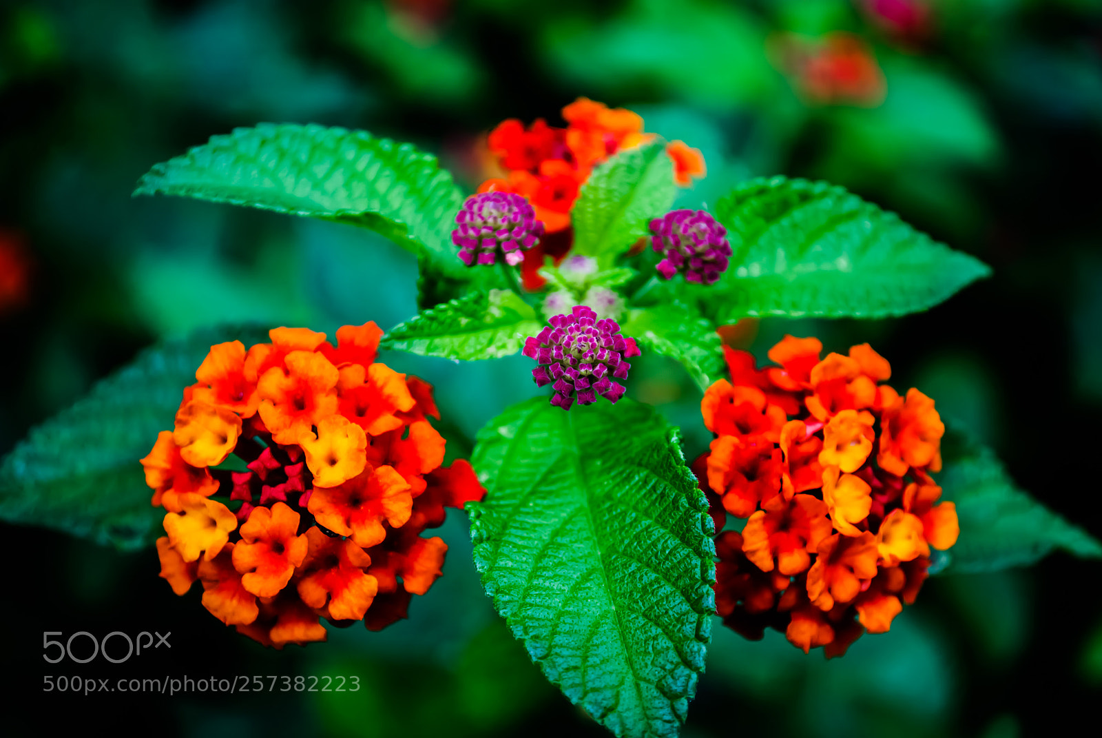 Nikon D60 sample photo. () photography