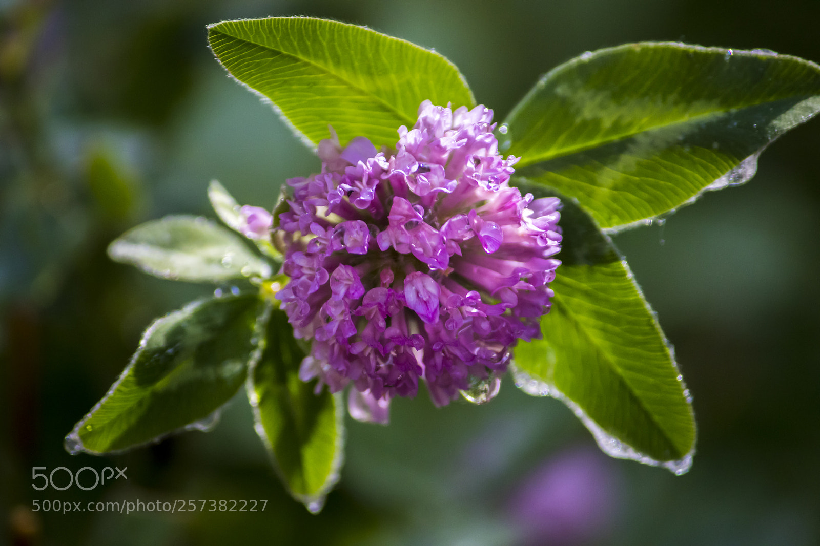 Canon EOS 77D (EOS 9000D / EOS 770D) sample photo. Pink flower photography
