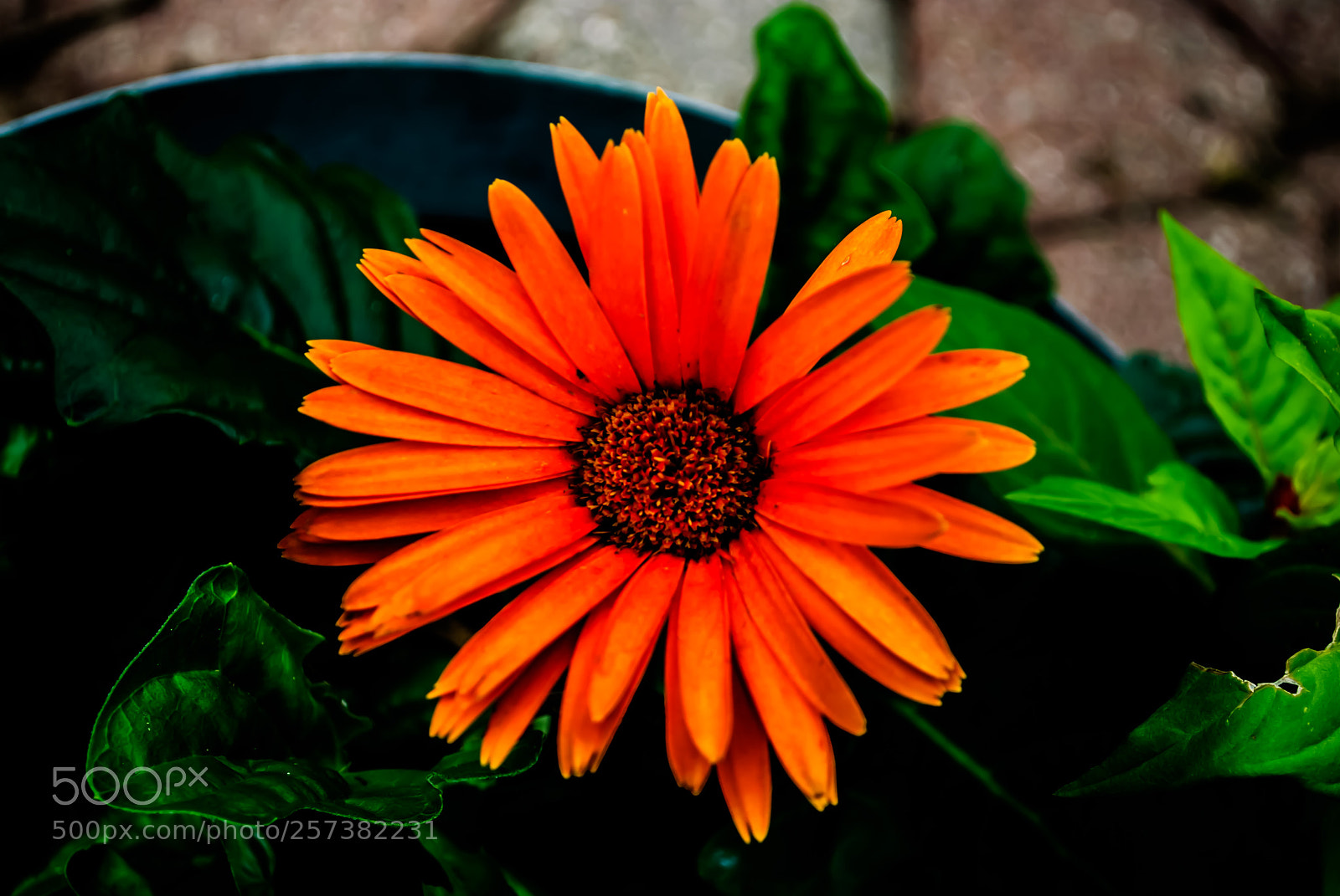 Nikon D60 sample photo. () photography