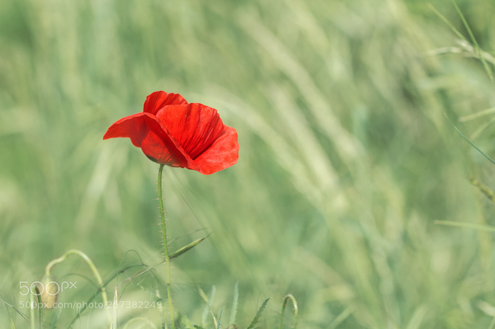 Canon EOS 60D sample photo. Coquelicot un jour de photography