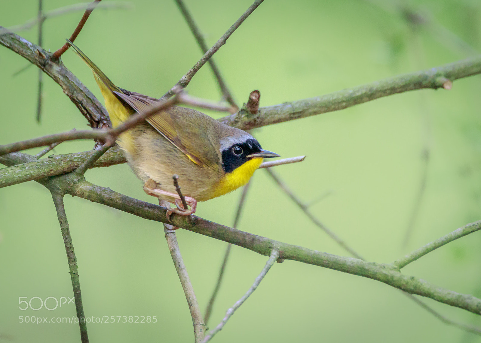 Canon EOS 7D Mark II sample photo. Geothlypis trichas photography