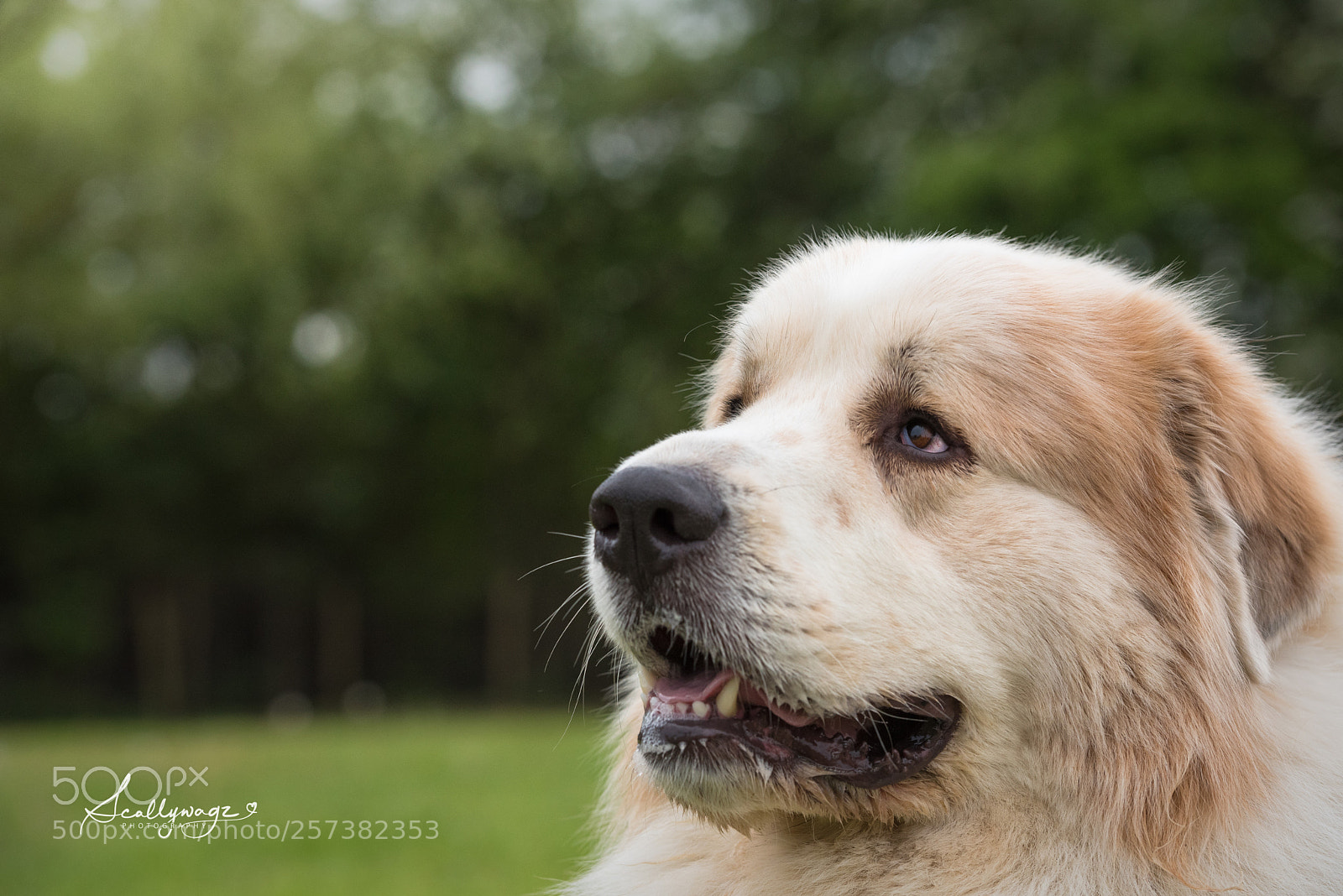 Nikon D750 sample photo. Yogi bear photography