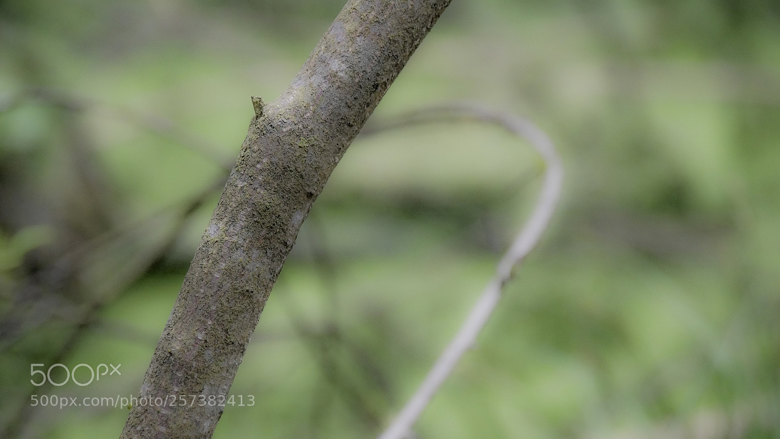 Panasonic DMC-G70 sample photo. Branches photography
