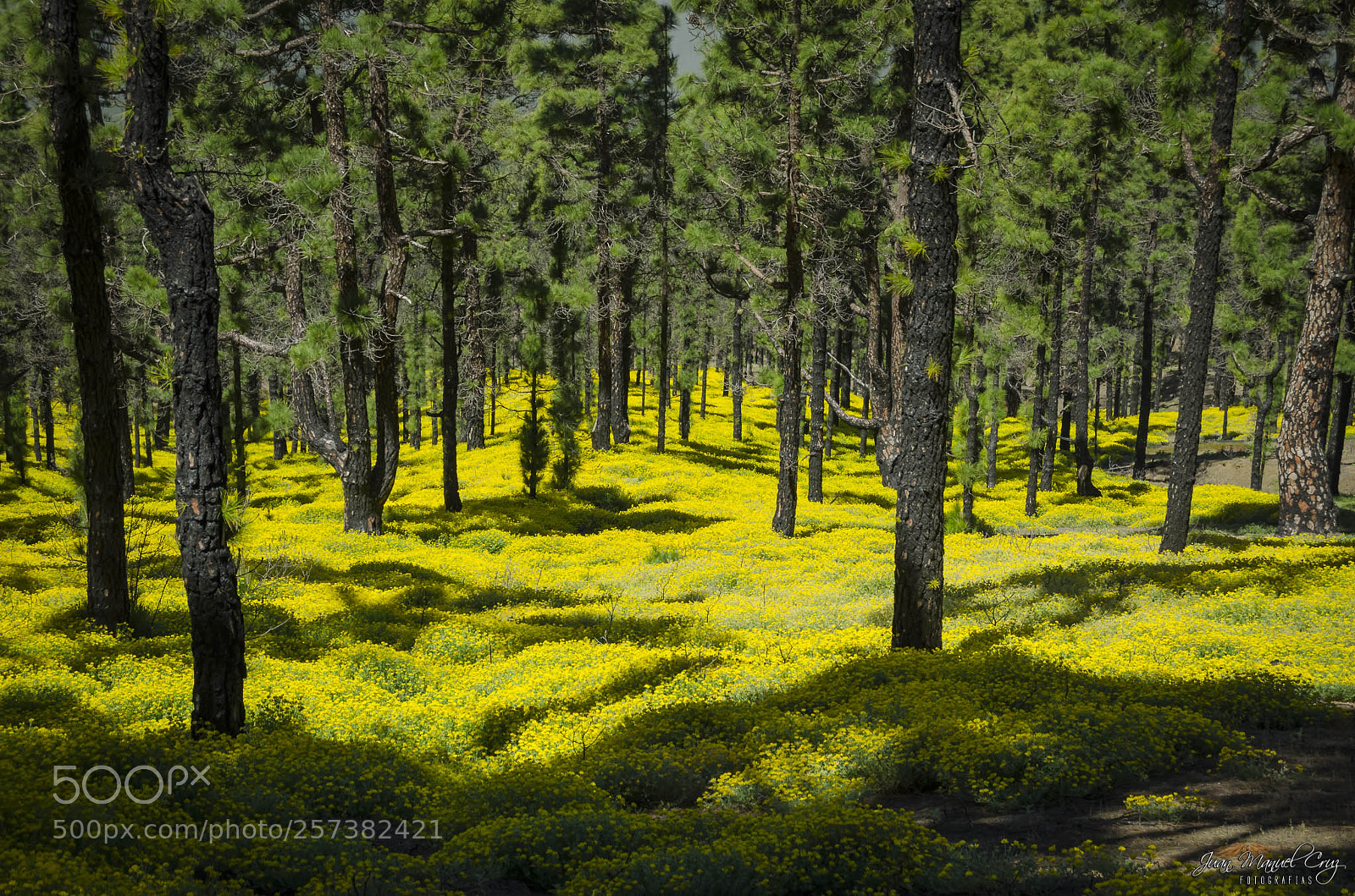 Nikon D5100 sample photo. "yellow" photography