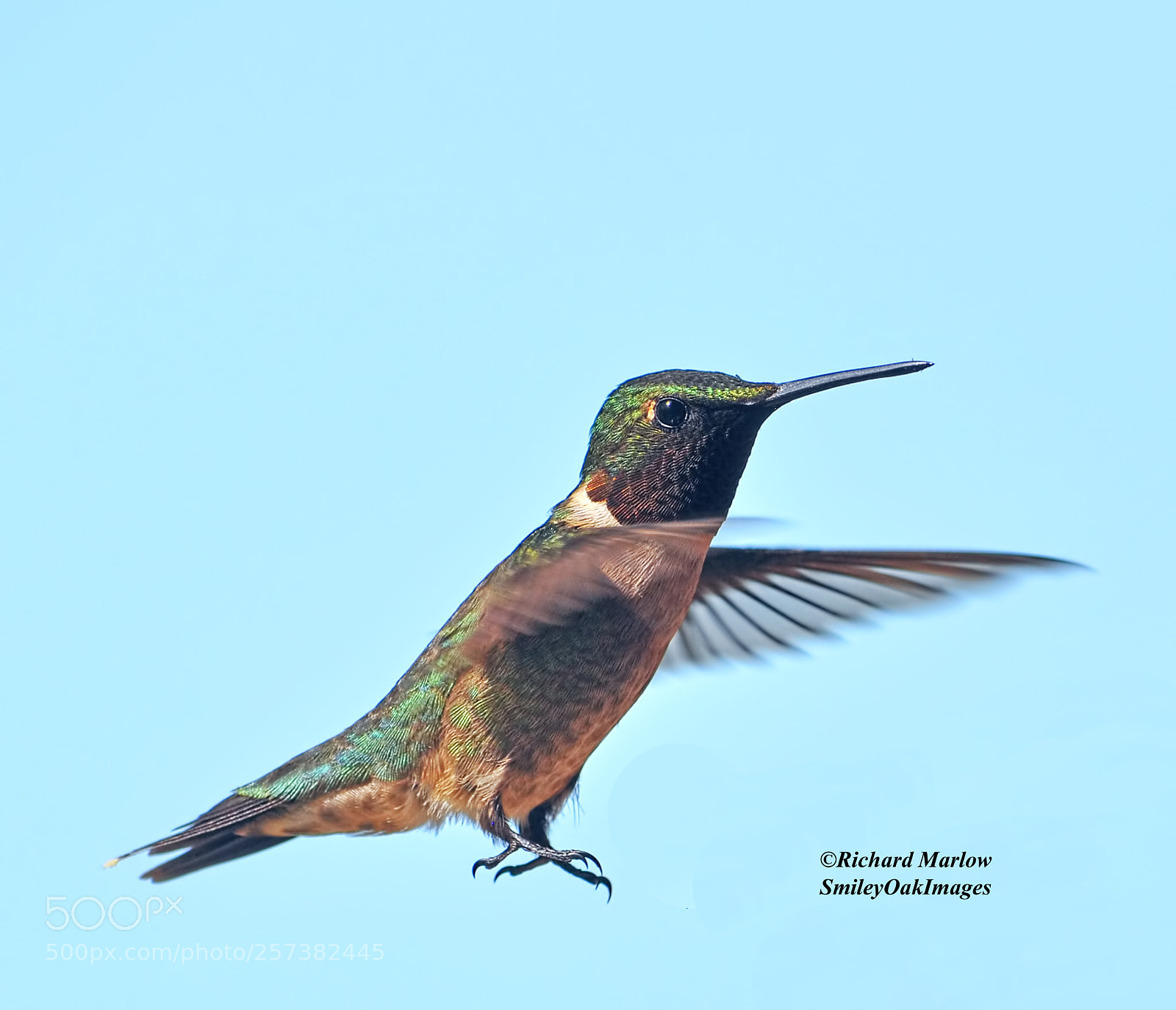 Nikon D5000 sample photo. Hummingbird photography