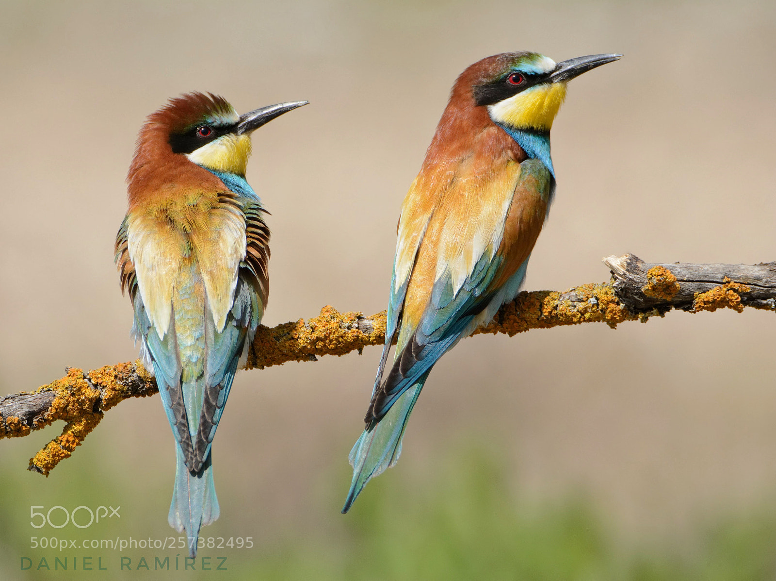 Nikon D7100 sample photo. Abejaruco (merops apiaster) photography