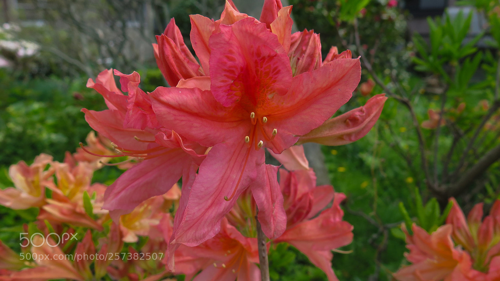 Canon PowerShot G16 sample photo. Blooming photography
