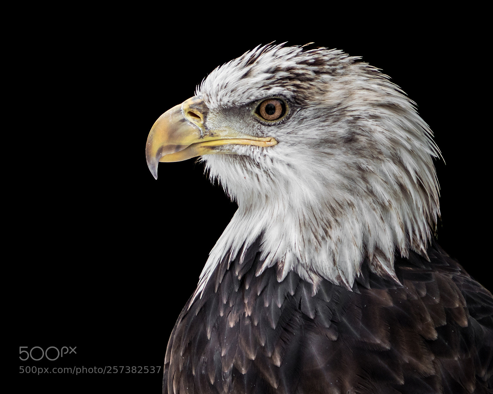Sony a7R III sample photo. Bald eagle xx photography
