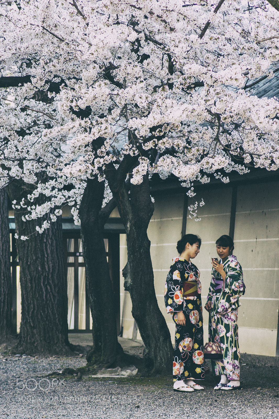 Canon EOS 500D (EOS Rebel T1i / EOS Kiss X3) sample photo. Cherry blossom photography