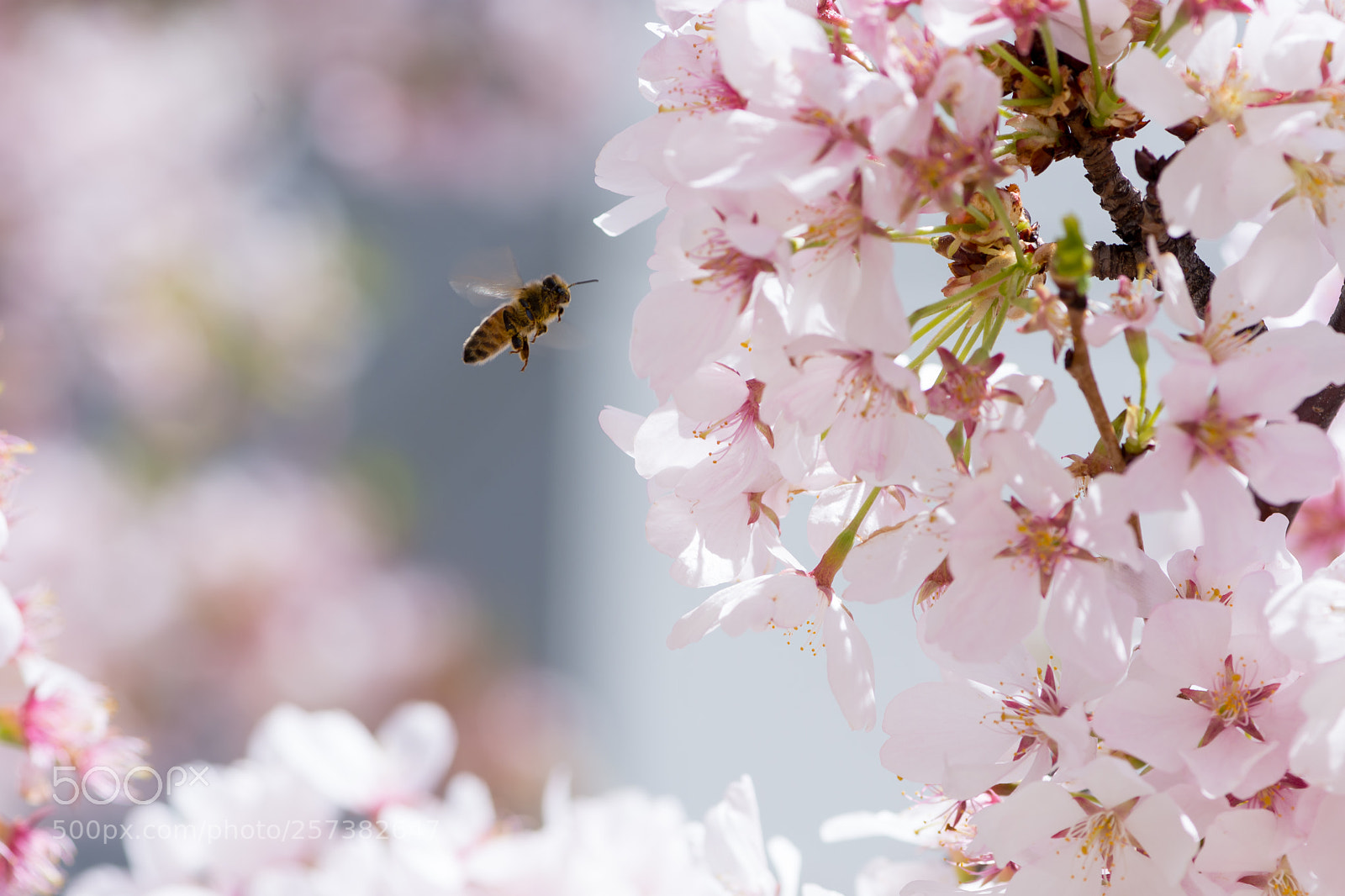 Nikon D7200 sample photo. Spring photography