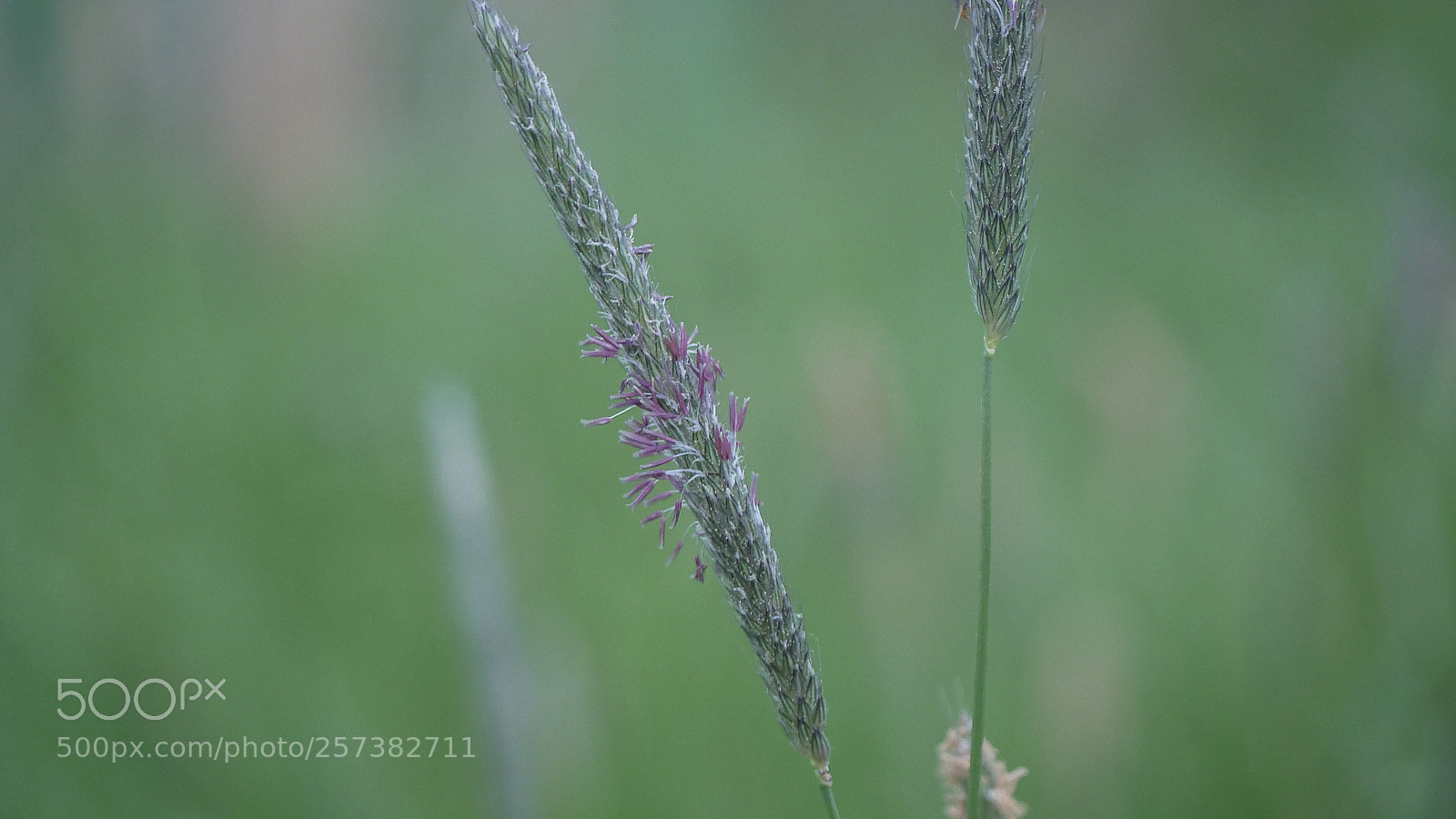 Panasonic DMC-G70 sample photo. Meadow photography