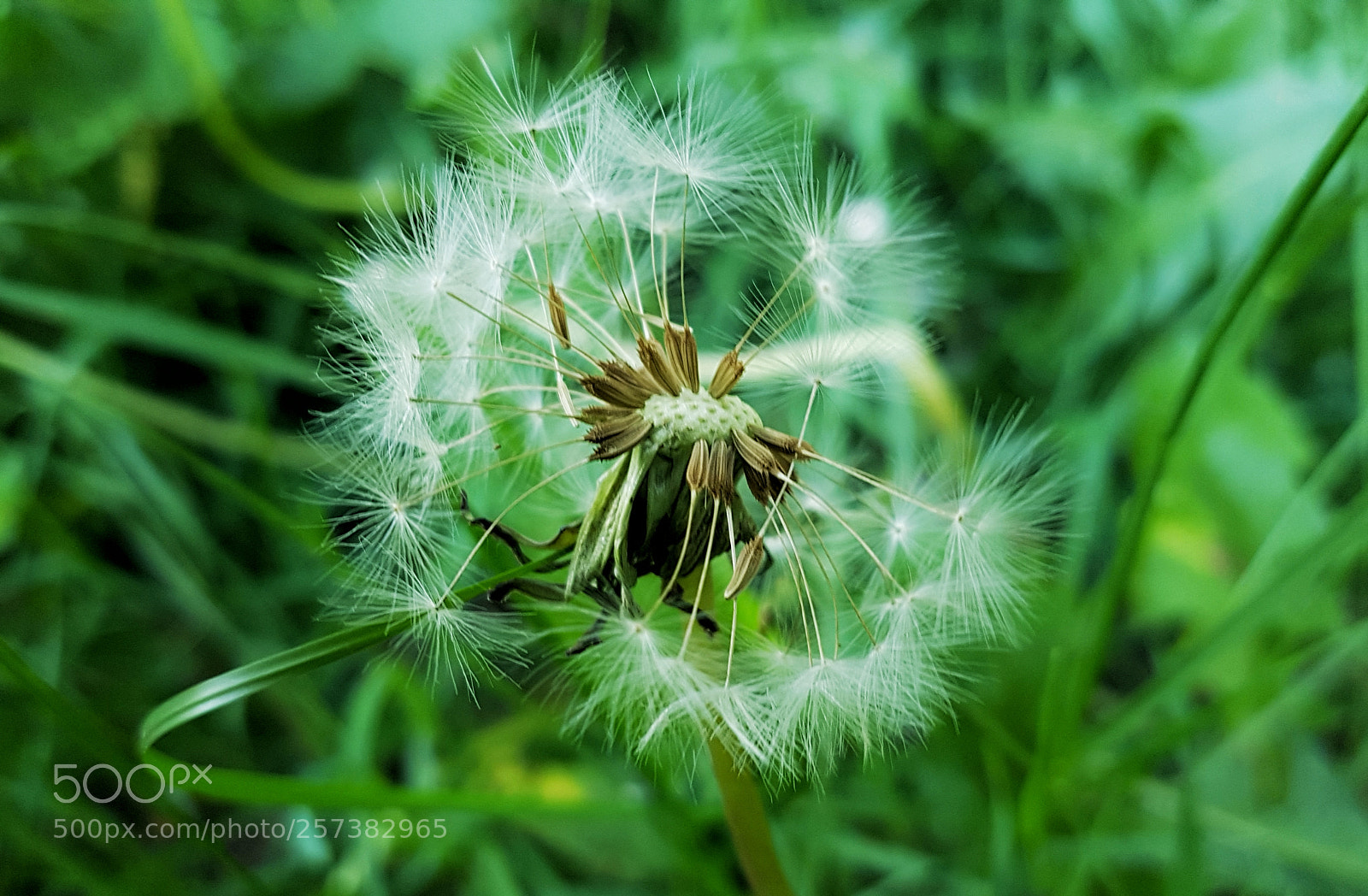 Samsung Galaxy S7 sample photo. Dandelion photography
