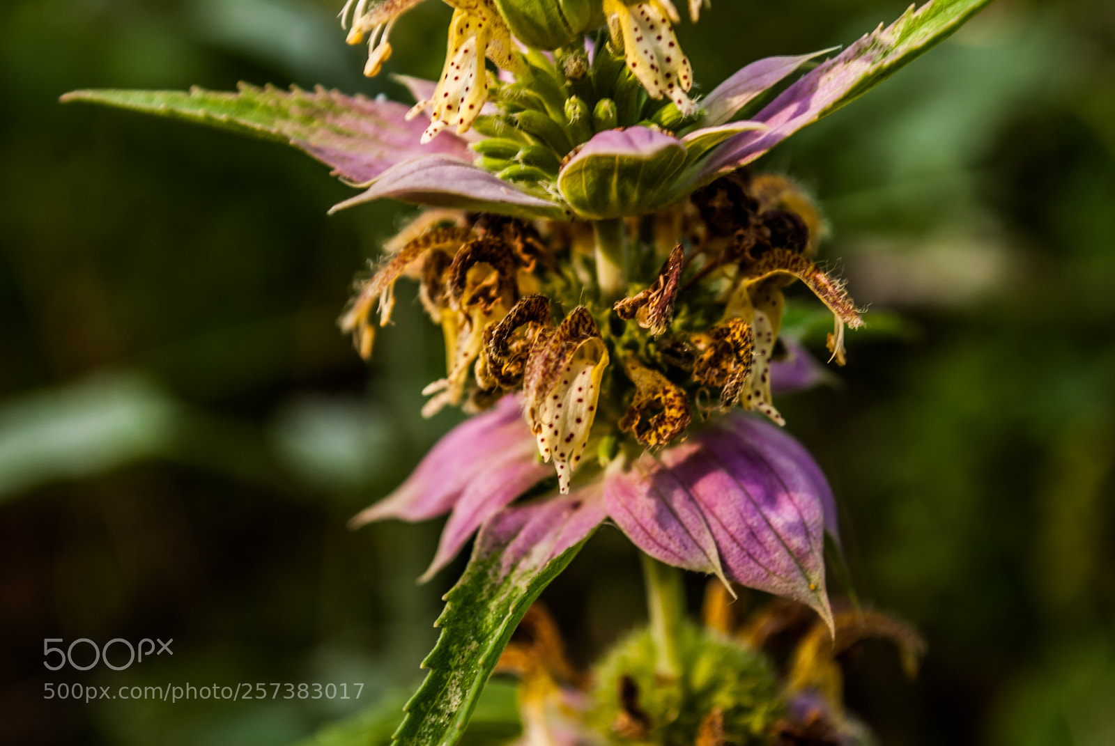 Nikon D60 sample photo. Horsemint photography