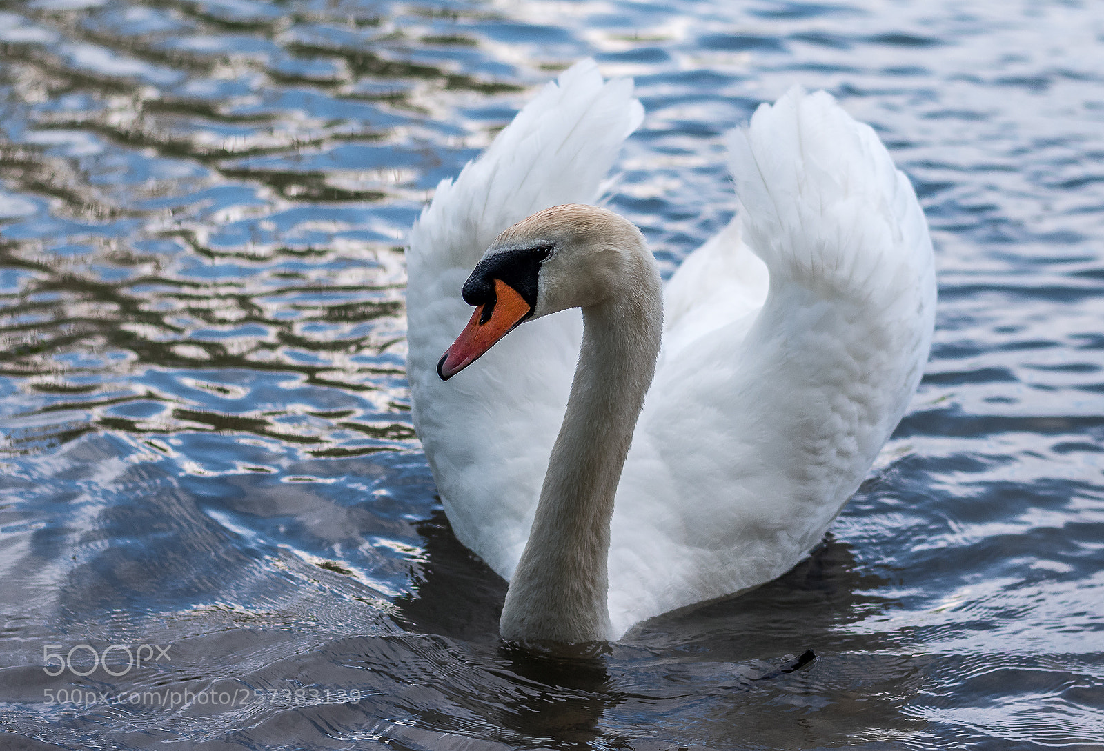 Nikon D5500 sample photo. Swan photography