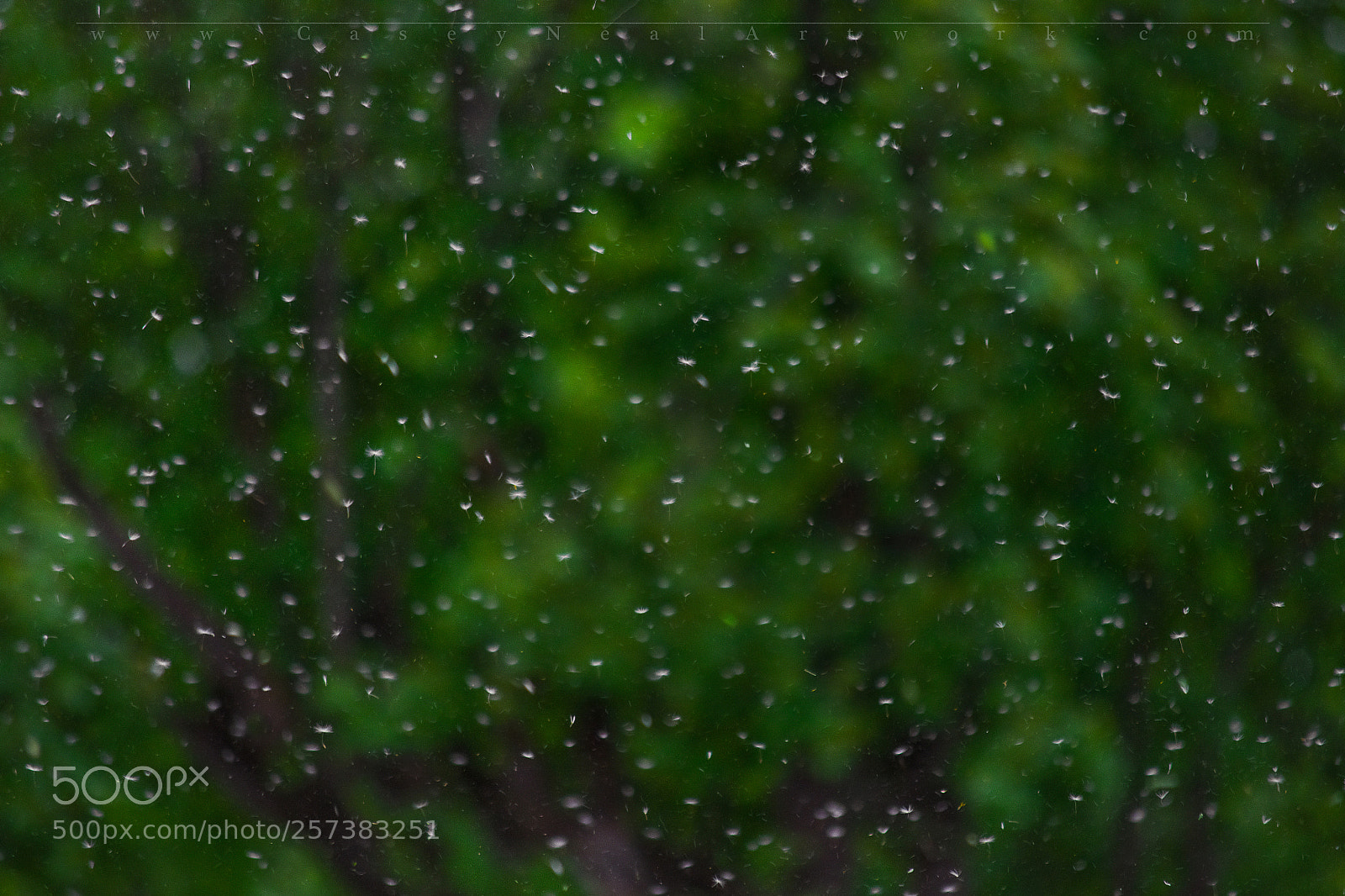 Nikon D5100 sample photo. Sea of seeds photography
