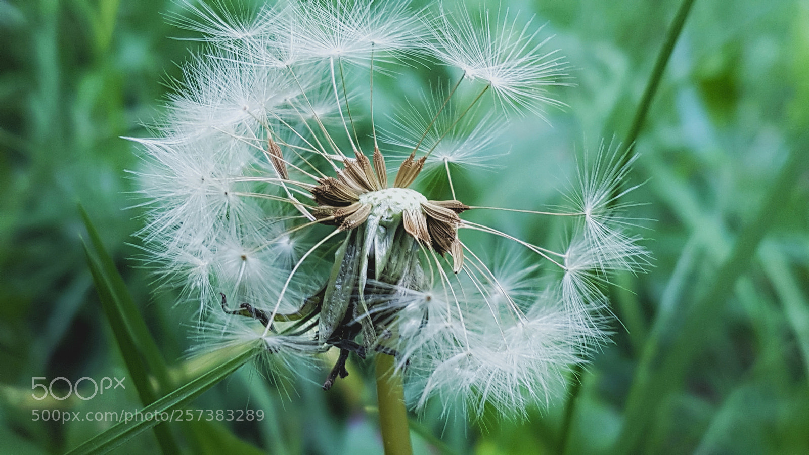 Samsung Galaxy S7 sample photo. Dandelion  photography