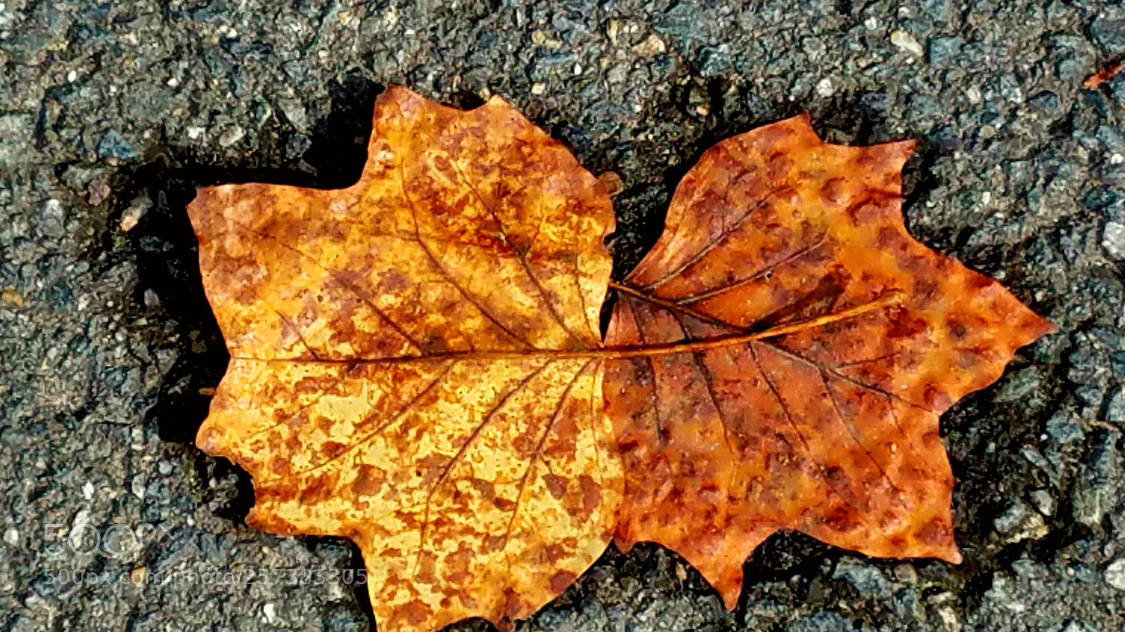 Samsung Galaxy S7 sample photo. Fallen leaves photography