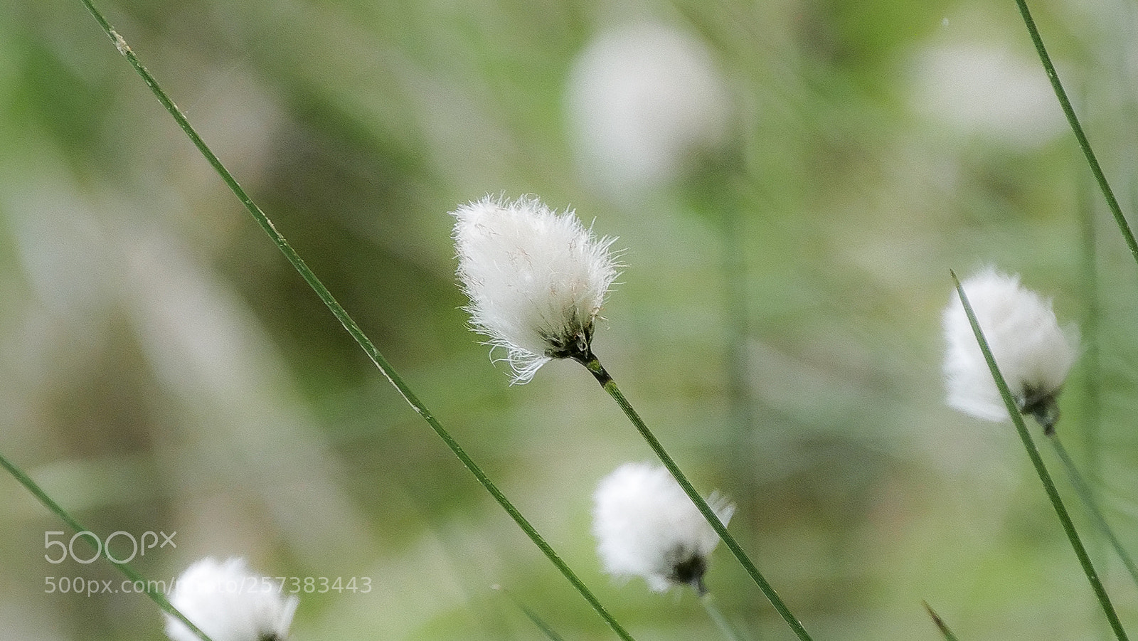 Panasonic DMC-G70 sample photo. Grasses photography