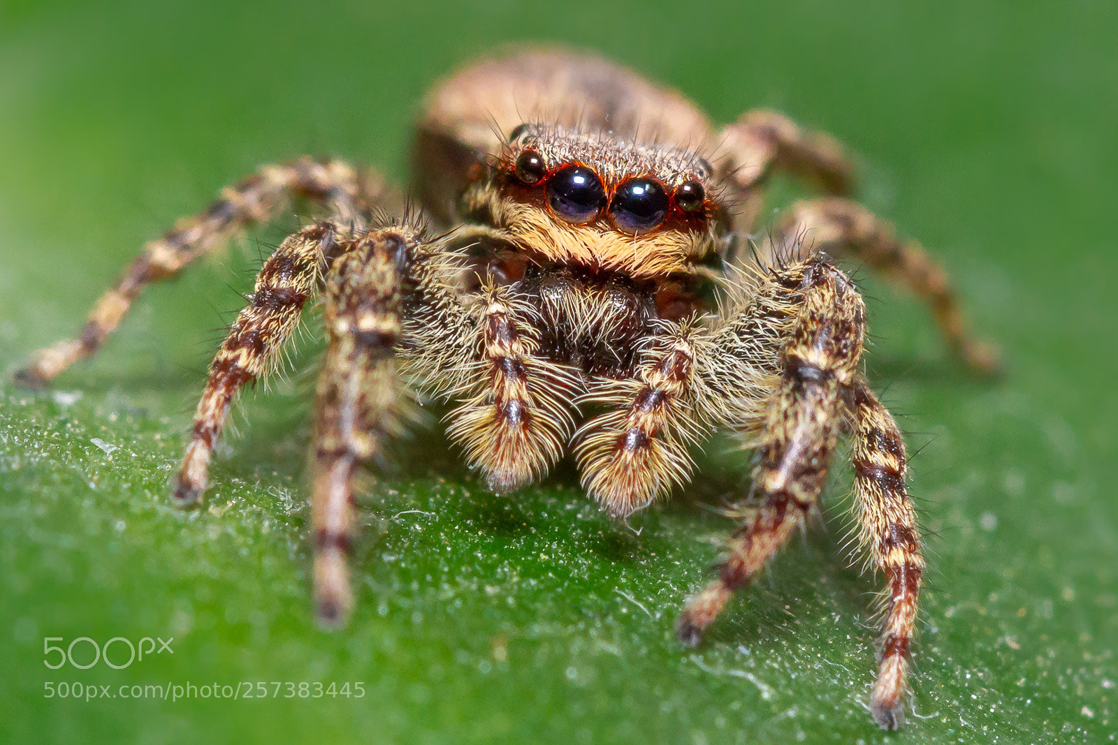 Canon EOS 7D sample photo. Jumping spider photography