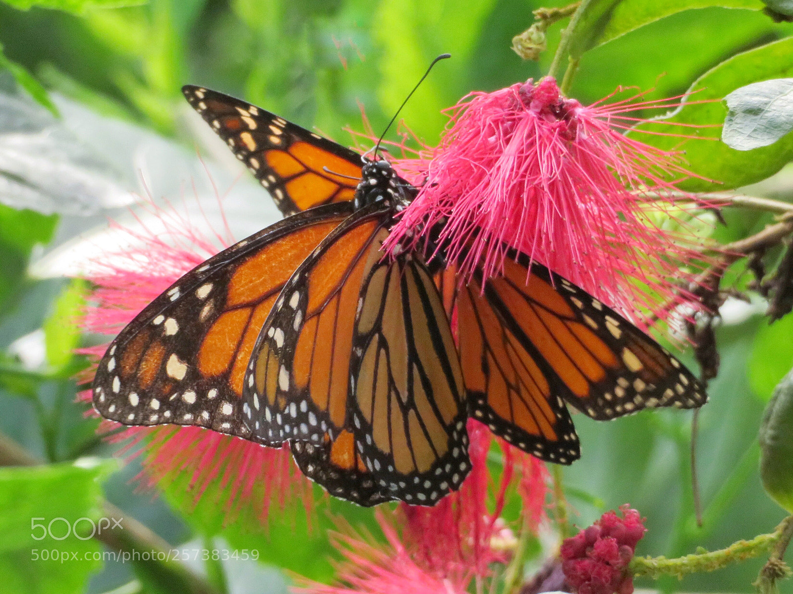 Canon PowerShot SX720 HS sample photo. Monarchs mating  photography