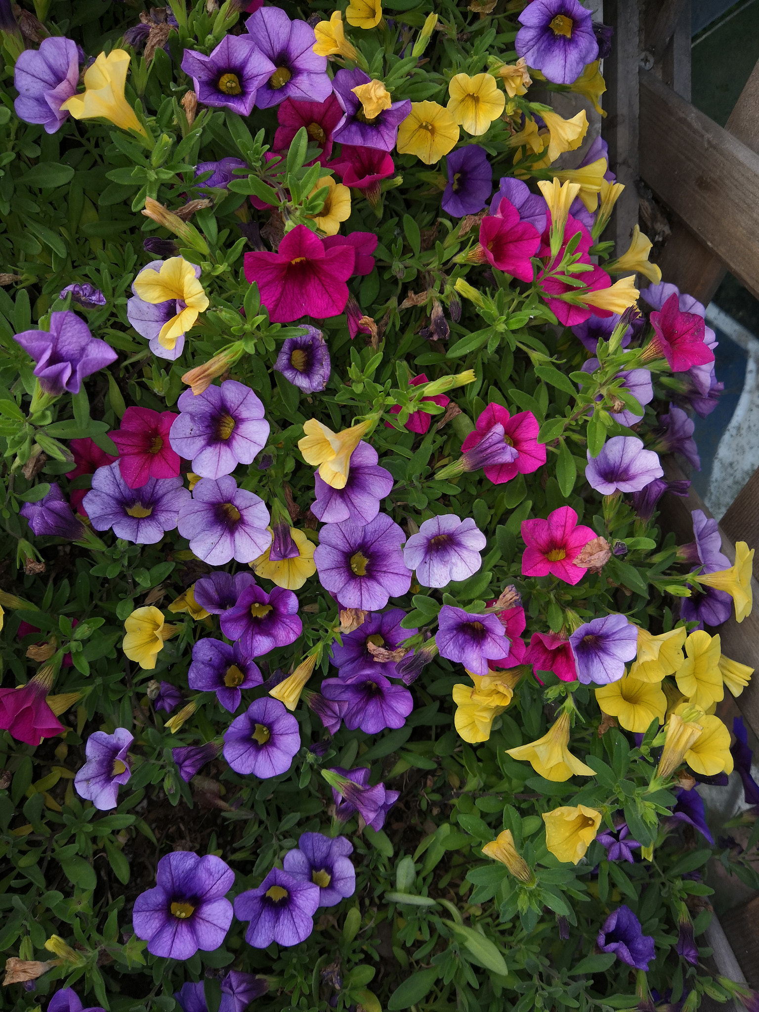 HUAWEI Honor 10 sample photo.  flowers in morning photography