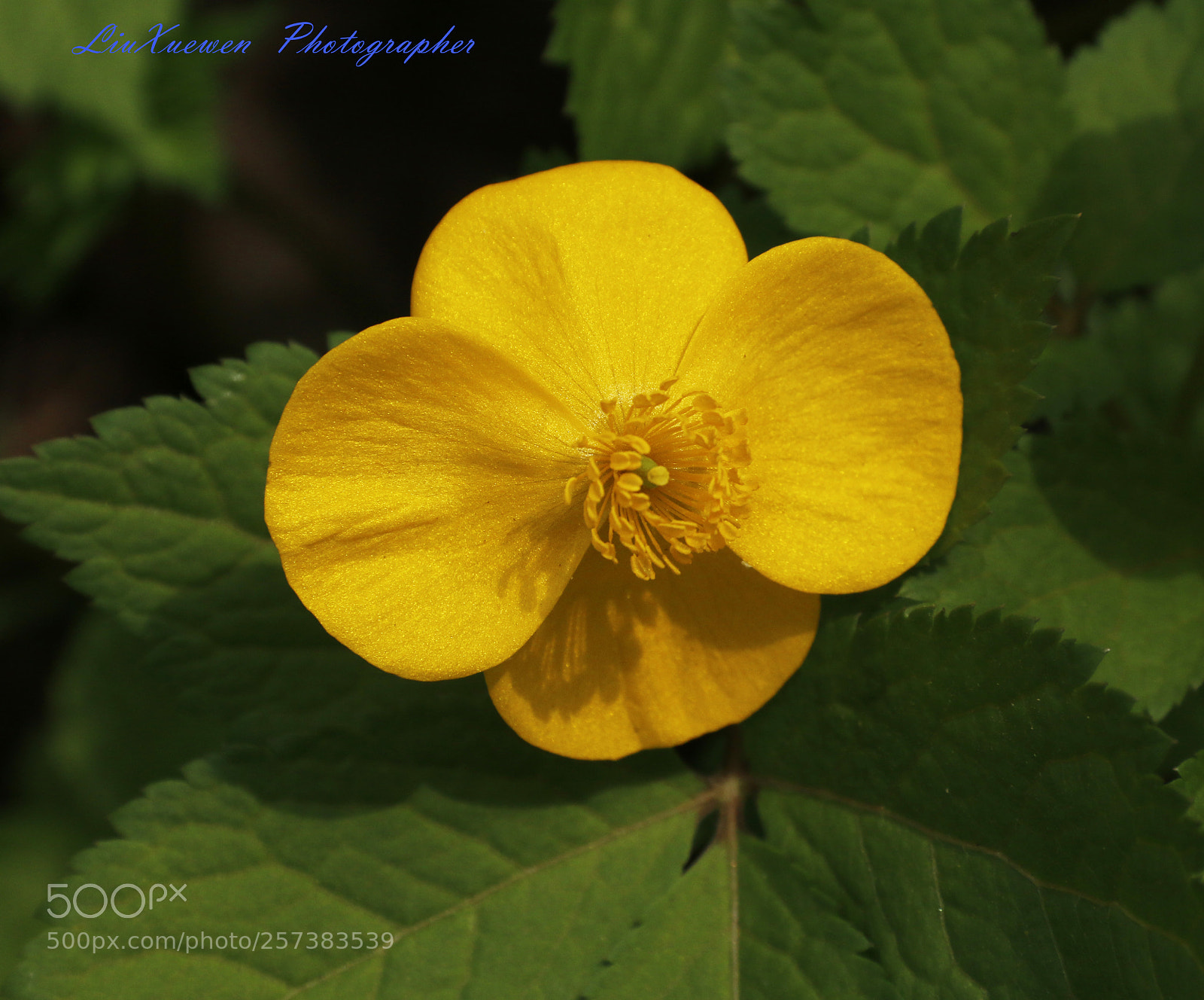 Canon EOS 70D sample photo. Yellow flowers photography
