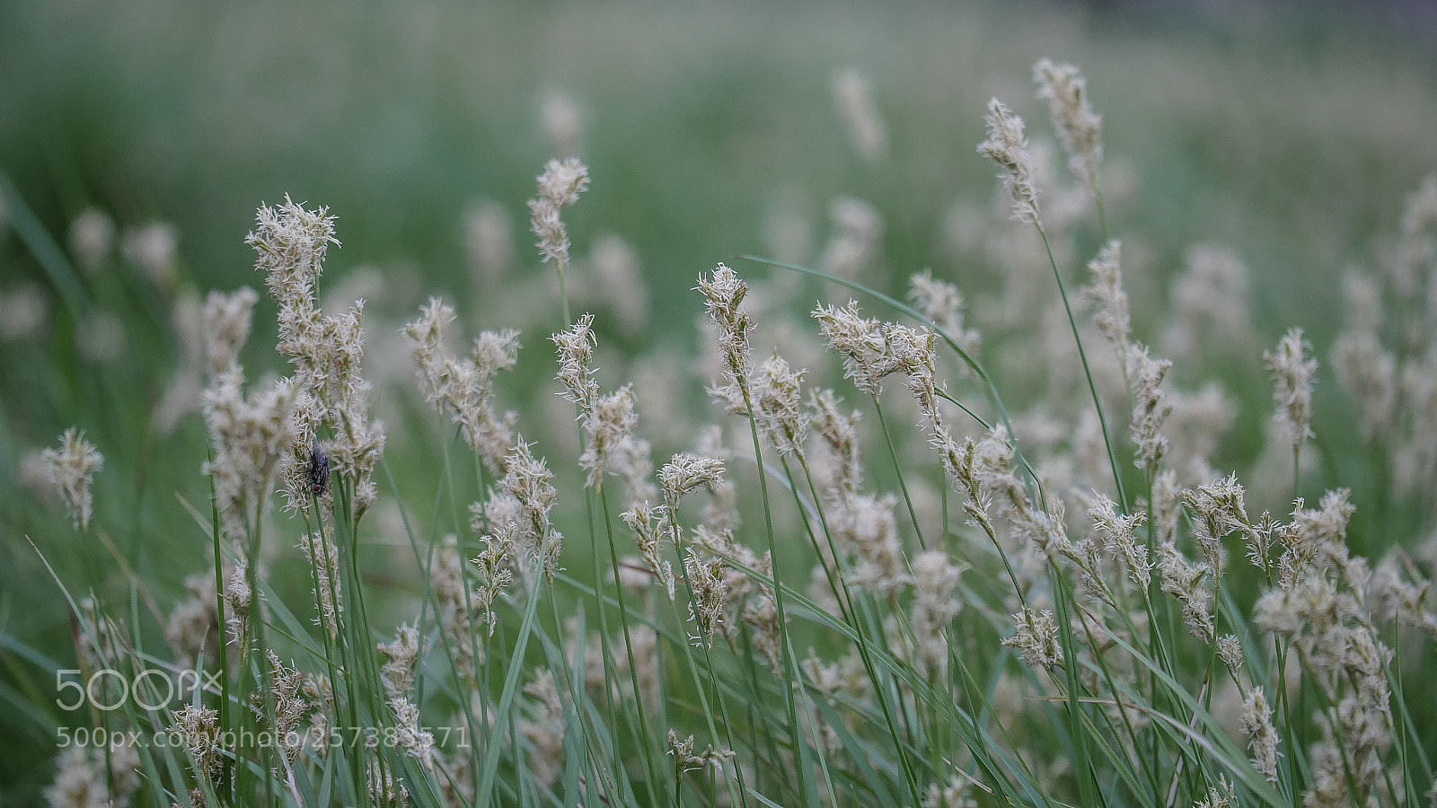 Panasonic DMC-G70 sample photo. Grasses photography