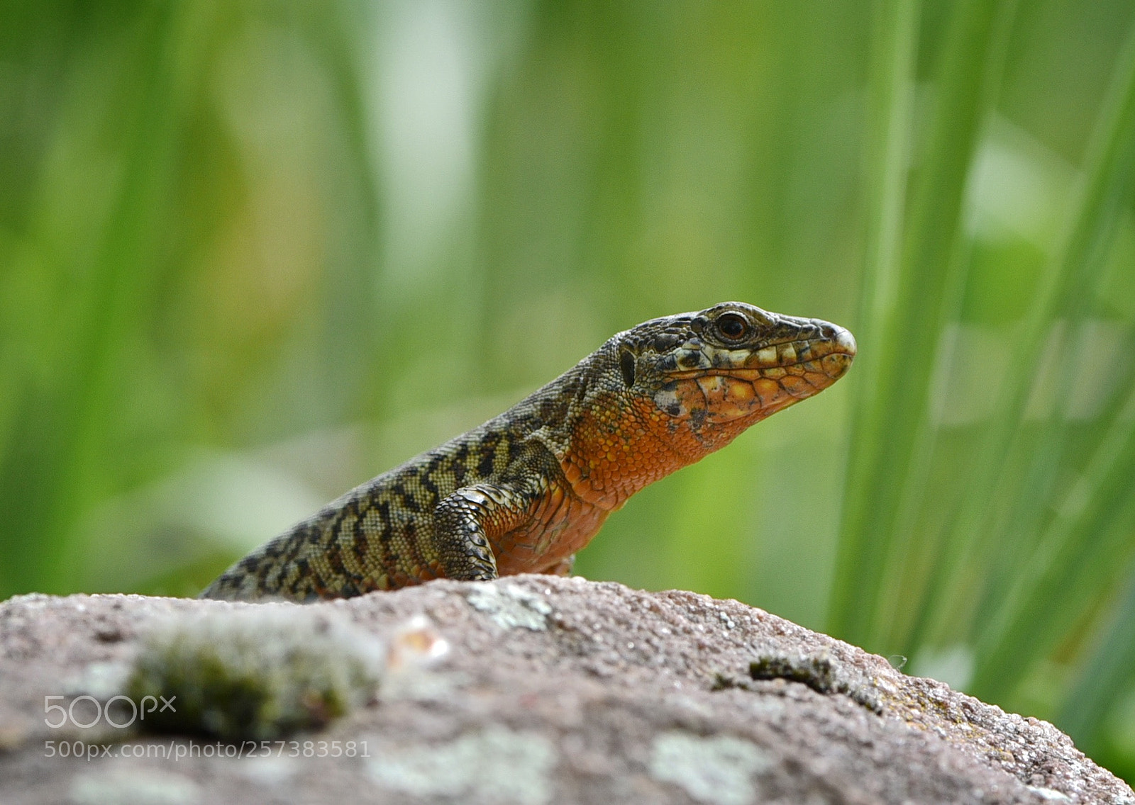 Nikon D750 sample photo. Eine mauereidechse guck mal photography
