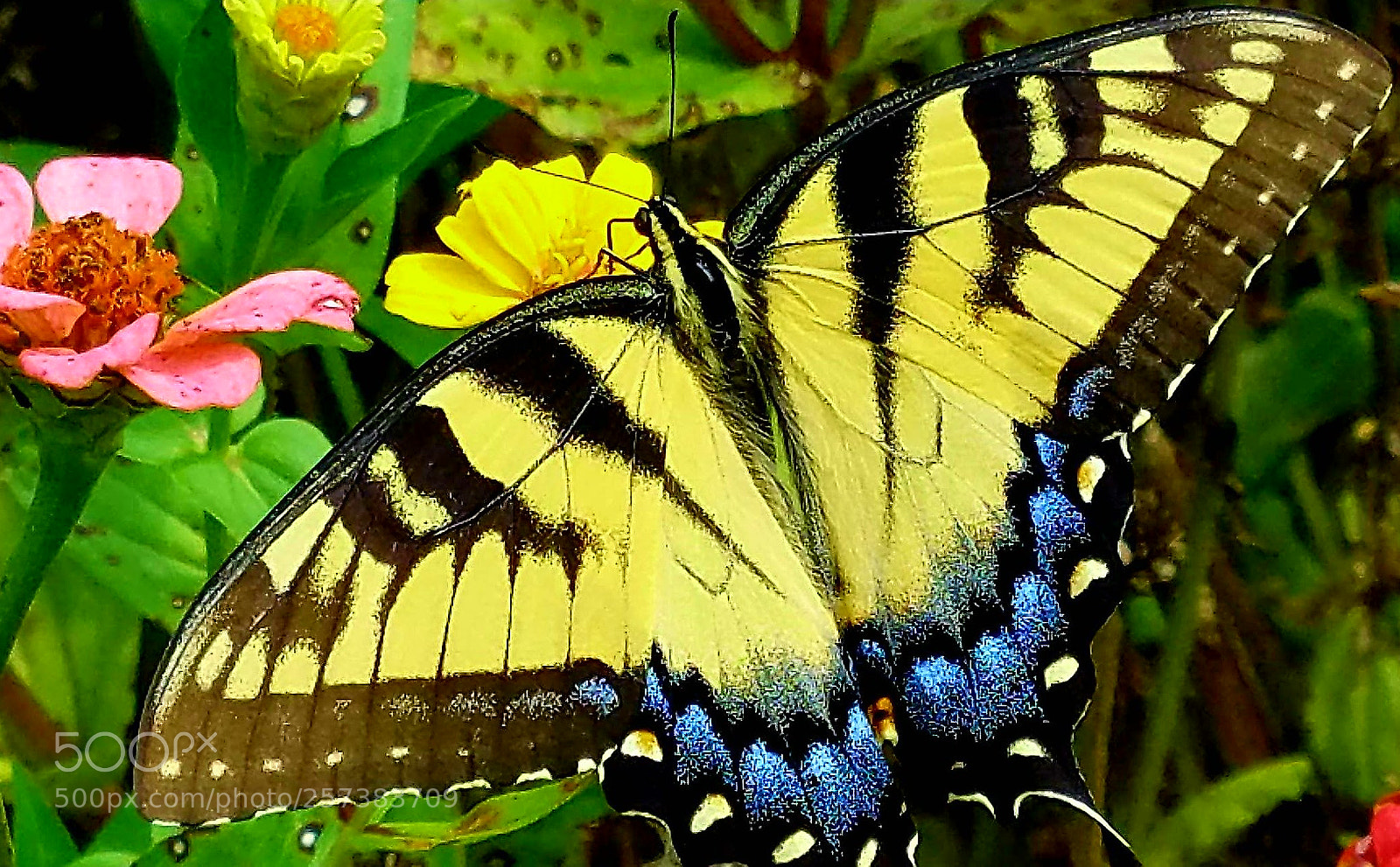 Samsung Galaxy S7 sample photo. A glorious butterfly photography