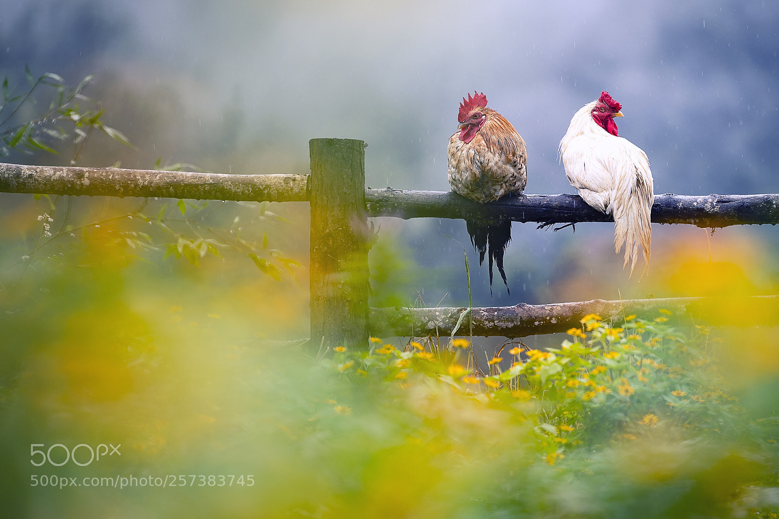 Nikon D500 sample photo. Two chicken on fence photography