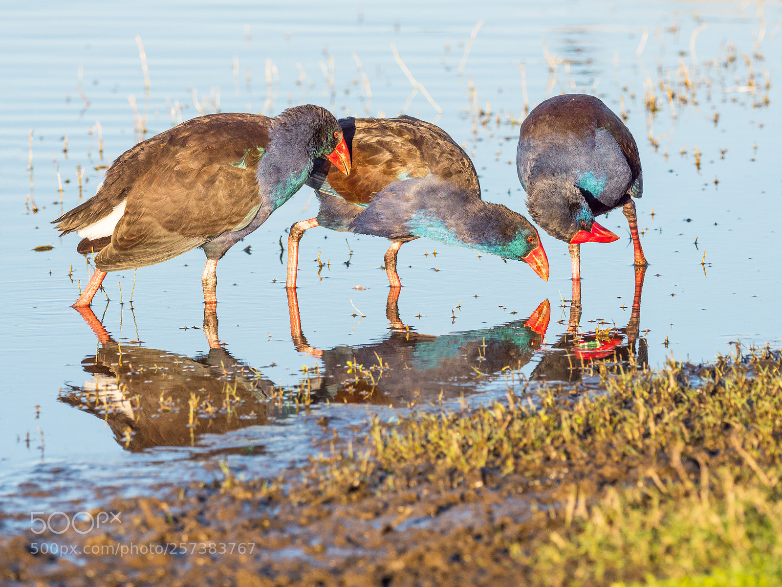 Olympus OM-D E-M1 Mark II sample photo. Purple swamphen interaction photography