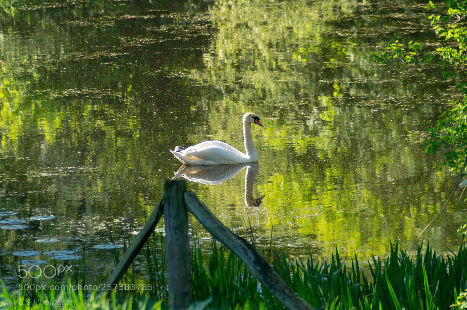 Sony SLT-A58 sample photo. The swan photography