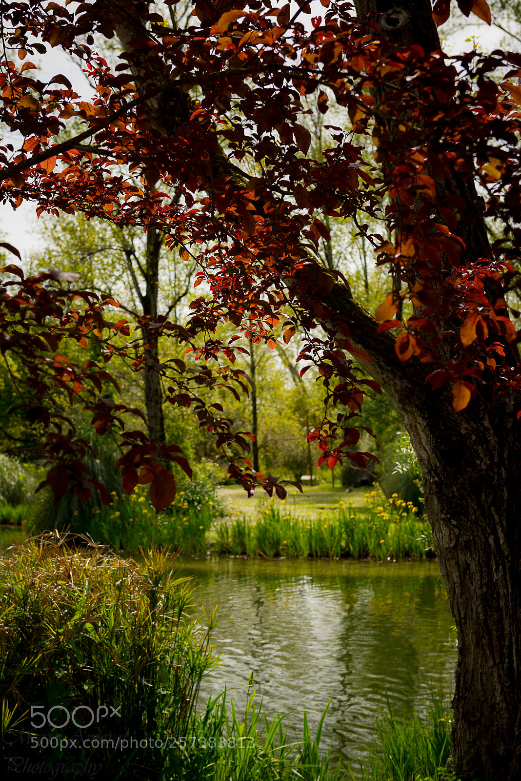 Nikon D610 sample photo. No Éden.... photography