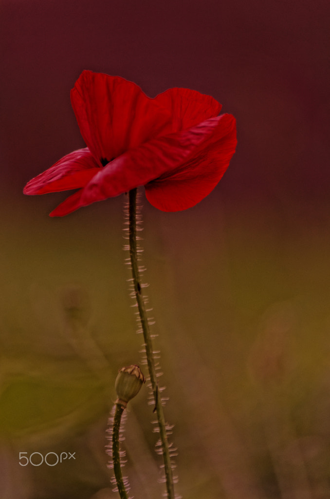 Pentax K-5 sample photo. Red poppy photography