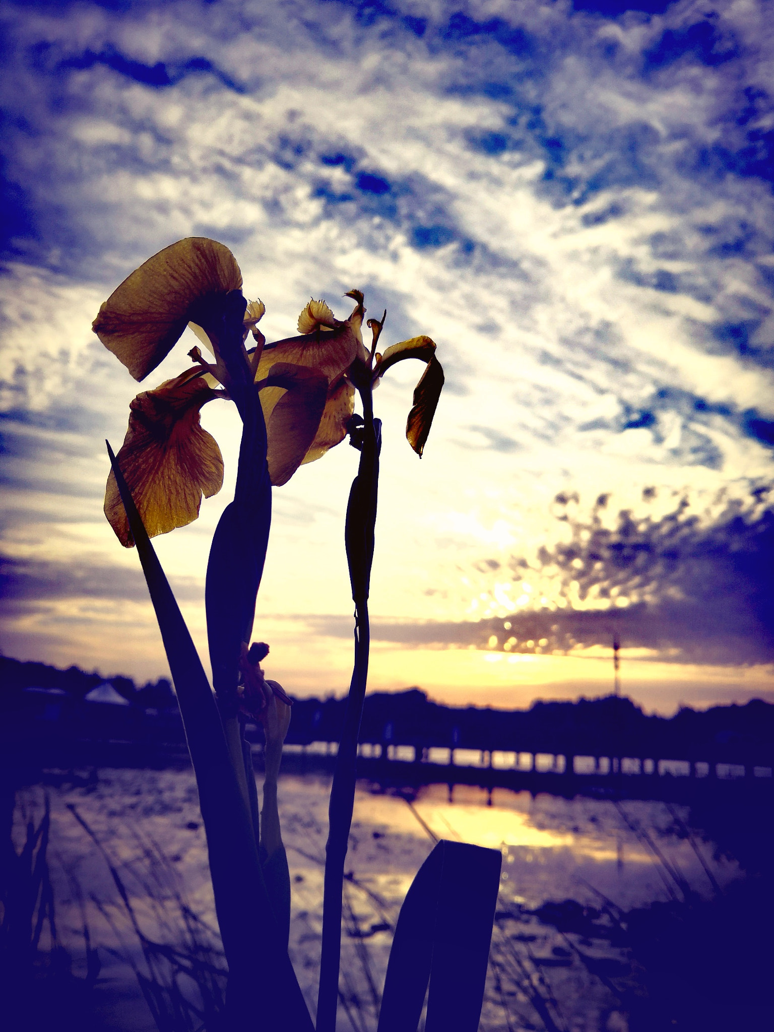 HUAWEI Honor 10 sample photo. Flower uner sunrise

, 2 photography